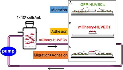 The Combined Contribution of Vascular Endothelial Cell Migration and Adhesion to Stent Re-endothelialization